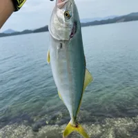 ブリ