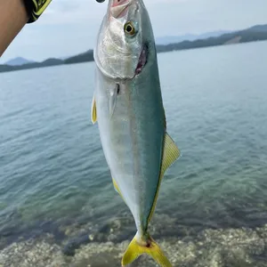 ブリ