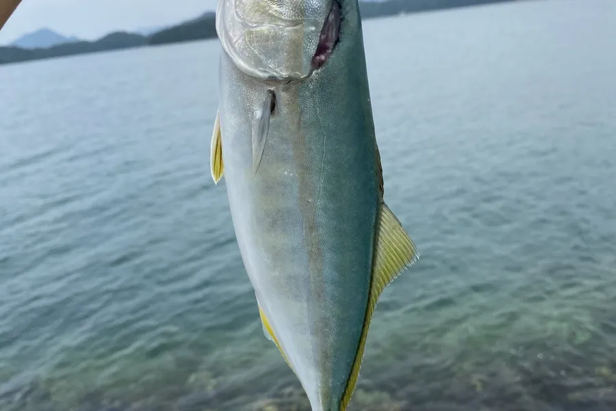 ブリ