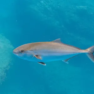 カンパチ