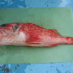 カサゴ