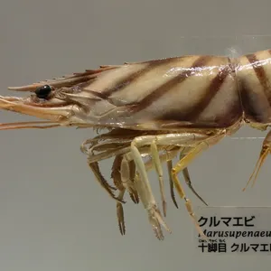 クルマエビ