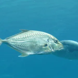 シマアジ